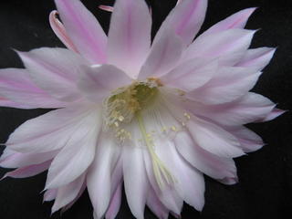 Blüte Königin der Nacht - Königin der Nacht, Kakteen, Selenicereus grandiflorus, Blüte, Staubgefäße, blühen