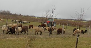 Schafherde - Schafe, Tiere, Weide, weiden, Schafe, Herde, Bewirtschaftung, Nutztierhaltung, Haustier, Wolle, Schaf, weich, Nutztier, Paarhufer, Wiederkäuer, Landschaftspflege