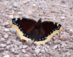 Schmetterling 6 - Schmetterling, Tagfalter, Trauermantel