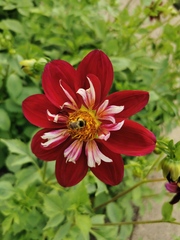 Dahlie - Dahlie, Blüte, Insekt, rot, Farbe, Aster, Sommerblume, Korbblütengewächs, Knollengewächs