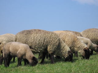 Schafe auf dem Deich - Deich, Nordsee, Schafe, Schaf, Gras, grasen, Beweidung, Küstenschutz, Nutztier, Wolle, weich, Milch, Fleisch, Paarhufer, Wiederkäuer, Herde
