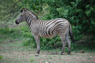 Zebra - Zebra, Unpaarhufer, Streifen, Pferd, Mähne, Grasfresser, Zoo, Gehege, schwarz-weiß, gestreift, Savanne, Tarnung, Camouflage