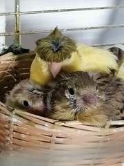 Blick ins Kanarien-Nest - Nest, Kanarien, Brut, brüten, Nachzucht, Vogel