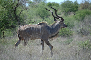 Kudu - Kudu, Schraubengehörn, Antilopenart, männlich, Paarhufer, Wiederkäuer, großer Kudu, Antilope, Savanne, Tarnung, Camouflage