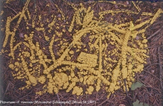 Schleimpilz - Schleimpilz, Myxomycet, ohne Zellwand, Pilz, Plasma, amöboid