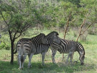 Zebras - Zebra, Unpaarhufer, Streifen, Pferd, Mähne, Grasfresser, schwarz-weiß, gestreift, Savanne, Tarnung, Camouflage