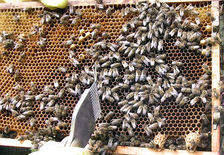 Bienen auf einer Wabe - Biene, Bienen, Wabe, Honig, Imme, Bienenvolk, Bienenstaat, fleißig, Hautflügler, Insekten, Apiformes, Stachel, stechen, Struktur, Ballung