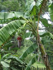 Bananenstaude - Banane, Pflanzen, Südafrika, Obst, Nutzpflanze, Tropen, tropischer Regenwald, Klimazonen, Staude