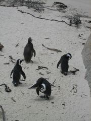 Kappinguine - Pinguin, Südafrika, Vogel, schwimmen, Wassertier, Antarktis
