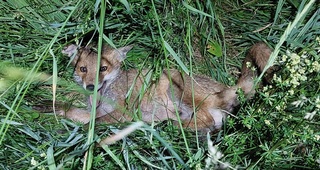 Fuchs - Fuchs, Säugetier, Fell, Fuchsschwanz, Wildtier, Wildhund, Nacht, nachts, jagen, Beute