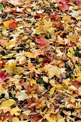 Herbstlaub auf dem Weg - Herbst, herbstlich, Hintergrund, Vorlage, Ahorn, bunt, Blatt, Blätter, Laub, Herbstlaub, Jahreszeit