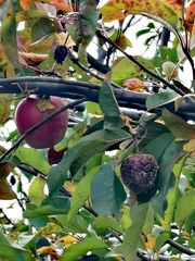 Herbstimpression Apfel - Herbst, herbstlich, Apfel, Fäulnis, ernten, Ernte, Obst, Kernobst