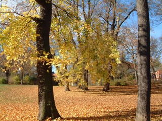 Herbstimpressionen - Herbst, Weimar, Blätter, Färbung, Baum, rot, gold, bunt, Laub