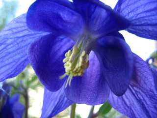 Blaue Akelei - Frühlingsblume, Garten, Hahnenfußgewächs, blau