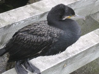 Kormoran - Seevogel, Vogel, schwarz, Ruderfüßer