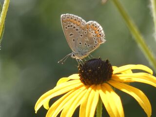 Schmetterling - Schmetterling, Falter, Sonnenhut, Bläuling, Tagfalter, Polyommatus icarus, Gemeiner Bläuling, Bläuling, Common Blue