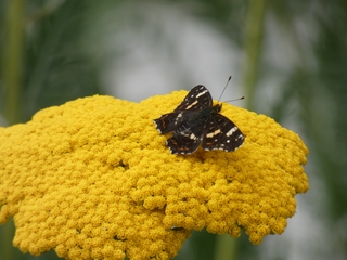 Landkärtchen - Schmetterling, Blume, Landkärtchen, Falter, 2.Generation, Edelfalter