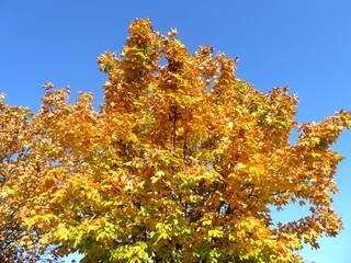 Herbstlaub - Herbst, Herbstlaub, Laub, Ahorn, bunt, Baumkrone