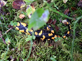 Feuersalamander - Feuersalamander, Amphibien, Feuermolch, Erdmolch, Erdsalamander, Regenmolch, Regenmännchen, Amphibie