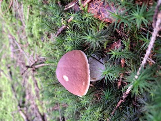 Steinpilz - Wald, Waldboden, Pilz, Steinpilz, Herrenpilz, Edelpilz, Röhrling, Speisepilz, Schwammerl