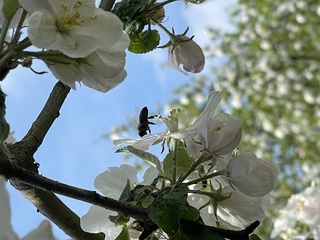 Biene bestäubt Apfelblüte - Biene, Bestäubung, Apfelblüte, Fortpflanzung, Samenpflanzen, Pollen, Blütenbestäubung