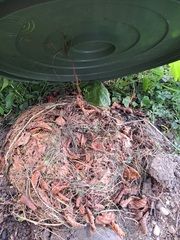 Igelbau unter einer Abdeckung - Igel, Herbst, Winterschlaf, Igelbau, Igelnest, Nest, Unterschlupf, Gras, Reisig, Laub, Schutz
