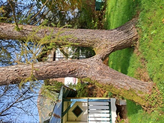 Kuriose Bäume - Baum, Bäume, Lärche, Verbindung, Inosculation, Verwachsen, Zusammenwachsen