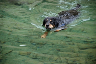 Hund  - Tier, Haustier, Hund, Hovawart, schwimmen, Schreibanlass
