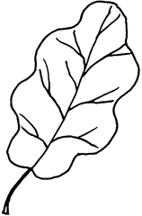 Eichenblatt - Eiche, Blatt, Eichenblatt, Laub, Laubbaum, Laubblatt, Herbst, Anlaut B