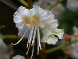 Blüte einer Rosskastanie - Kastanie, Rosskastanie, Blüte, zweikeimblättrig, Seifenbaumgewächs
