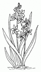 Blausternchen / Scilla - Blausternchen, Scilla, Frühblüher, Frühling