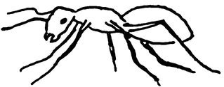 Ameise (2) - Ameise, Insekt, Anlaut A, Wörter mit ei