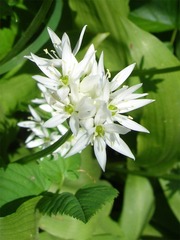Bärlauchblüte - Nutzpflanze, Bärlauch, Allium, Küchenkraut, Blüte, weiß, Gewürz, Heilpflanze