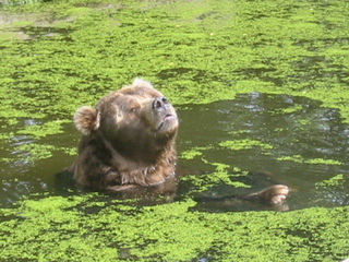 Kodiakbär schwimmt - Bär, schwimmen, Kodiak, Braunbär, Alaska, Raubtier, Artenschutz
