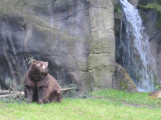 Kodiakbär sitzt - Bär, schwimmen, Kodiak, Braunbär, Alaska, Raubtier, Artenschutz, sitzen, Kodiakbär