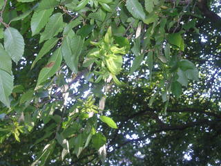 Hainbuche - Baum, Blatt, Laub, Fruchtstand, Samen, Buche, Laubbaum