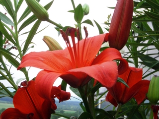 Taglilie - Kübelpflanze, Hemerocallis-Hybriden, Sommerblume, winterhart, Lilie, einkeimblättrig, Staubfäden, Blüte, Knospe