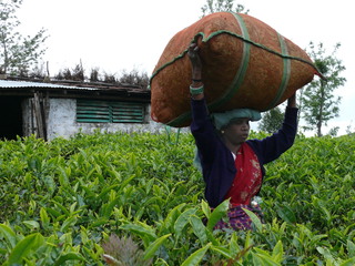 Teesack - Tee, Indien, Hochland, Arbeiterin, Landwirtschaft, Erdkunde, Teesack, Transport, tragen