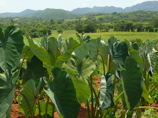 Tabakpflanze - Genussmittel, Kuba, Karibik, Droge, Plantage, Tabak, Nikotin, Pflanze, Nachtschattengewächs, Blätter