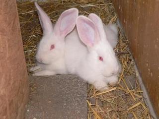 Zuchtkaninchen - Kaninchen, Haustier, Zuchttier, Tierkinder, Deutsche Riesenkaninchen, Albino