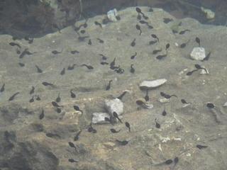 Kaulquappen in einem Bergsee - Kaulquappen, Wildtier, Amphibien, Metamorphose, Tierentwicklung, Froschlurch