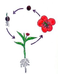 Entwicklung von Samenpflanzen - Entwicklungszyklus, Blütenpflanze, Samen, keimen, Keimling, Wurzel, Pflanze, Blüte
