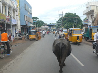 Straßenszene in Indien - Straßenszene, Verkehr, Tuk-Tuk, schwarz-gelbes Taxi, Taxi, Kuh, Indien