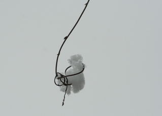 Zweig mit Schneeflocke - Zweig, Schneeflocke, Winter, Schneekristall, Niederschlag, fest, Wassermoleküle, gefrieren, Wasser