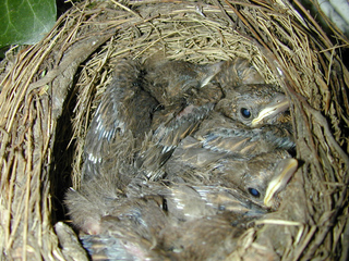 Amselnest mit Jungen - Amsel, kleiner Vogel, junger Vogel, Vogel, Jungvogel, jung, Nestling, Schreibanlass, Nest, Gelege, Brut