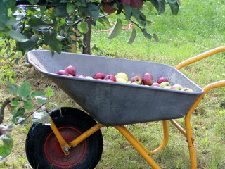 Apfelernte #2 - Apfel, Äpfel, Karre, Ernte, Scheibtruhe, Schubkarre, Schreibanlass, Schubkarre, Obst, Wiese, Streuobstwiee