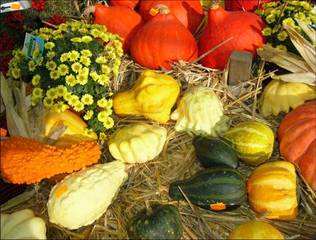 Kürbis  - Kürbis, Herbst, Halloween, Gemüse