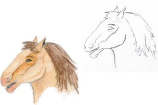 Pferd 1 - reiten, Fortbewegung, Haustier, Hoftier, Nutztier, Kopf, Pferdekopf, Mähne, braun