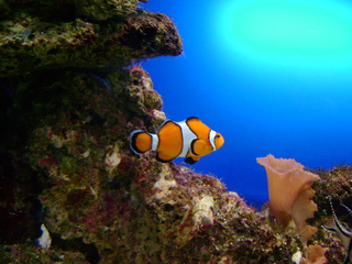 Clownfisch - Fisch, Clownfisch, Harlekinfisch, Orangeringel-Anemonenfisch, orange, Aquarium