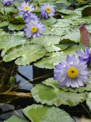 Blaue Seerosen - Gestaltungselement, Seerose, Seerosen, Wasserpflanze, Teich, Gewässer, blau, Blüte, Staubbeutel, Wasserpflanze, Schwimmblätter